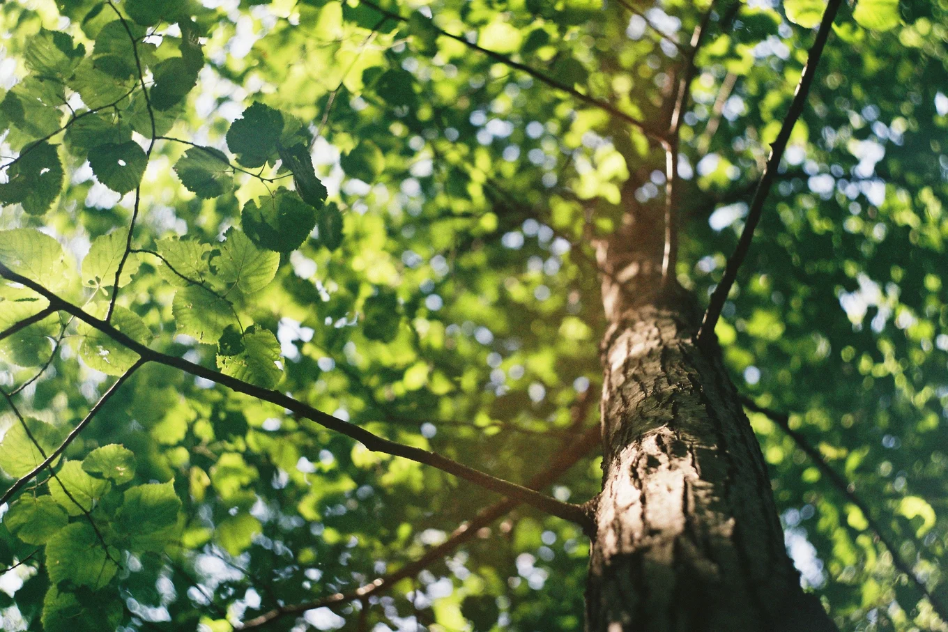 Tree trunk and green leaves viewed from below.